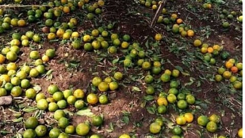 Crop Damage