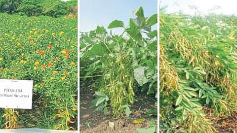 Soybean, Tur