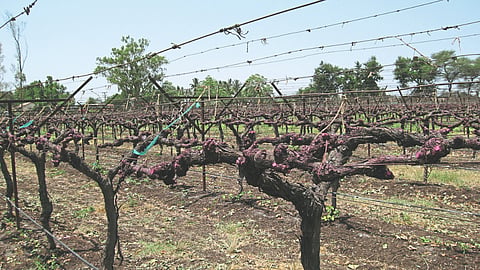 Garpe Orchard Cutting