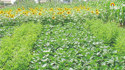 Agriculture