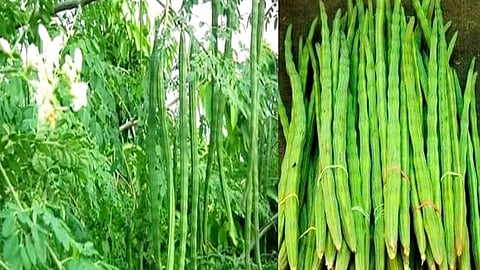 Drumstick Cultivation