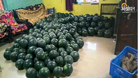 Watermelon