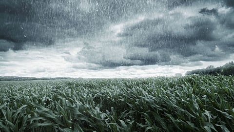 Weather