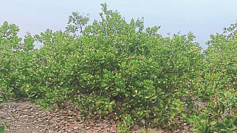 Cashew Crop Management