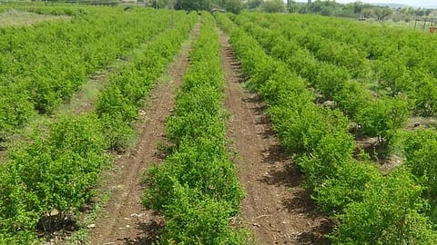 Horticulture Scheme