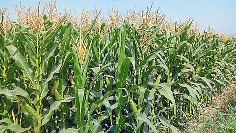 Summer Sowing