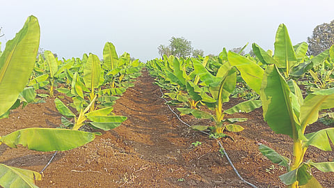Banana Orchard