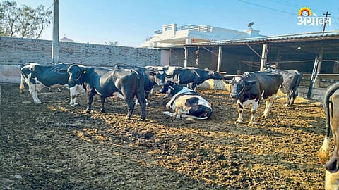 Dairy Business