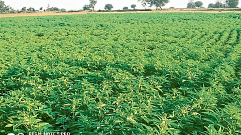 Sesame Production