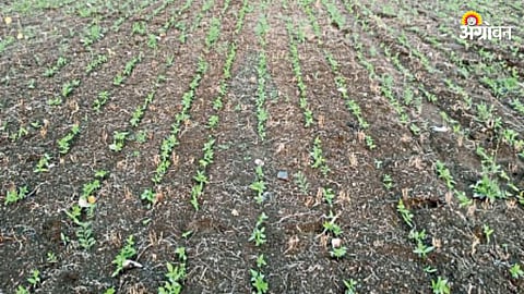 Soybean Sowing