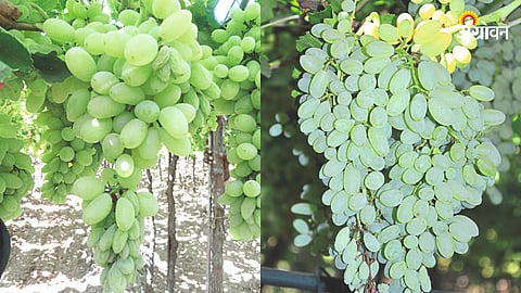 Grape Orchard