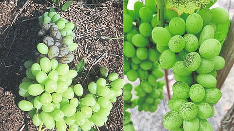 Grape Orchard Management