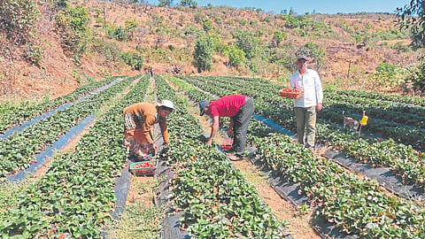 Mahabaleshwar Strawberries Cultivation