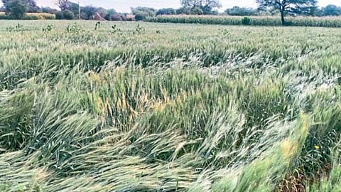 Crop Damage