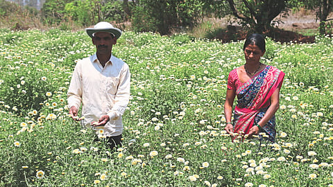 Vegetable Farming