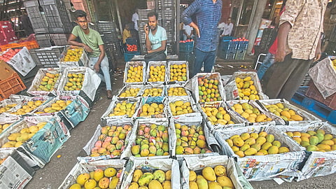 Mango Season
