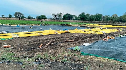 Turmeric Harvesting