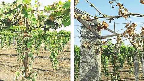 Grape Orchard Management