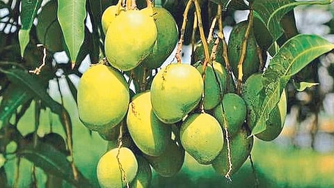 Mango Season