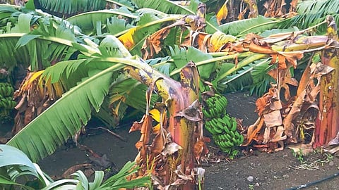 Crop Damage