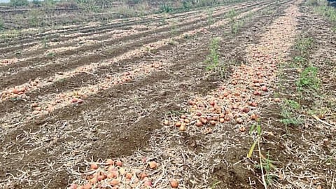 Crop Damage