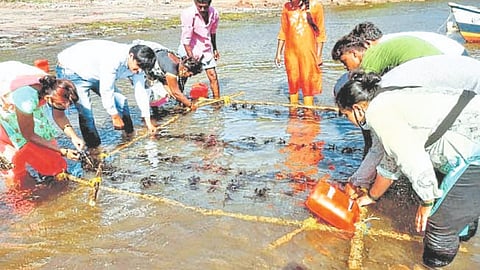 Fish Farming