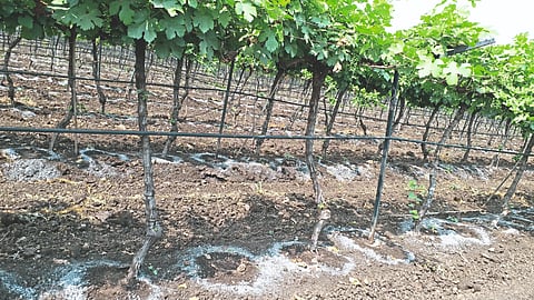 Grape Cultivation