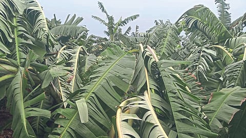 Crop Damage