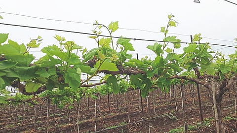 Grape Harvesting