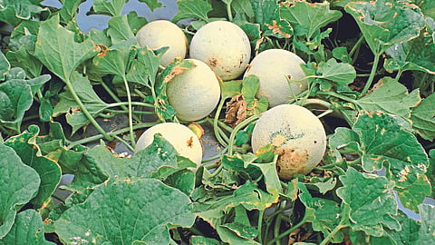 Muskmelon