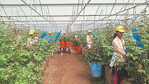 Indian Agriculture