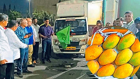 Mango Export