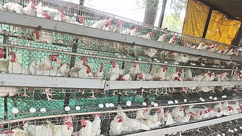 Poultry Industry