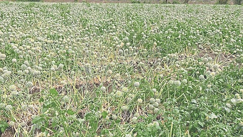 Crop Damage