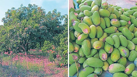 Keshar Mango