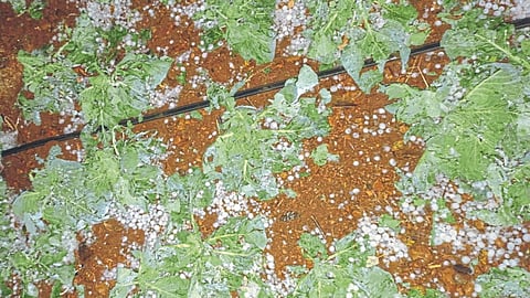 Crop Damage