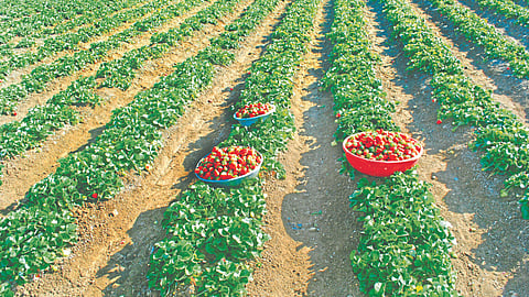 Strawberry Season