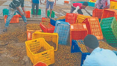Raisin Market