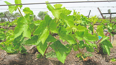 Grape Management