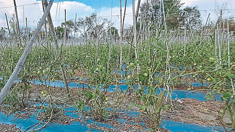 Crop Damage