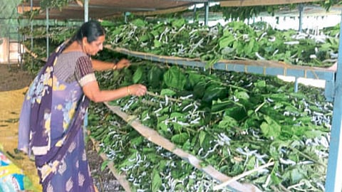 Silk Farming