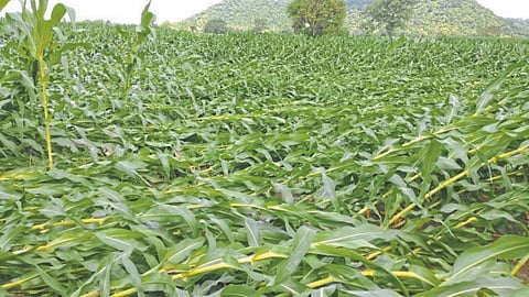 Crop Damage