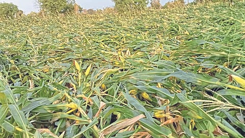 Crop Damage