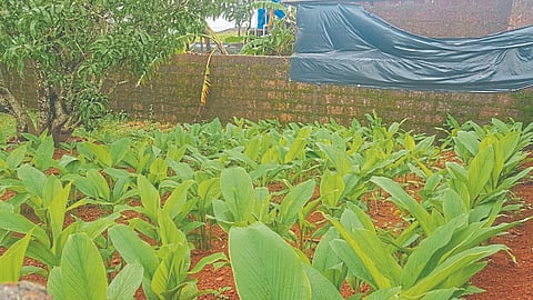 Turmeric Cultivation