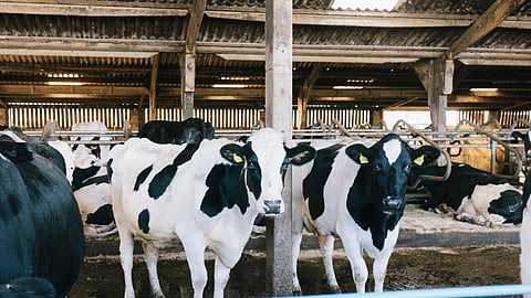 Milch Animal Diet