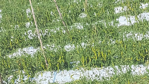 Crop Damage