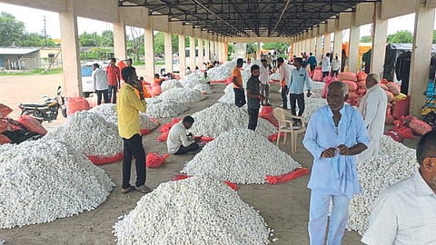 Silk Cocoon Market
