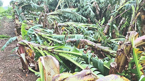 Crop Damage In Marathwada