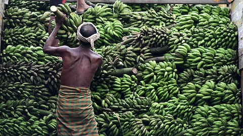 Banana Market