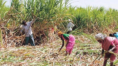 Sugarcane Harvesting